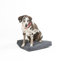 Psí vankúšik pre malých psíkov